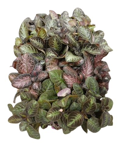 2" Episcia Asst